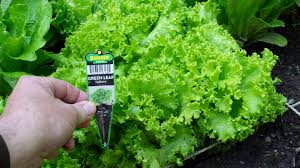 The concept of square foot gardening is very simple: Square Foot Garden Update Lettuce Lovers Garden Land Designs Unlimited Llc
