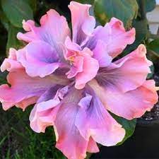 Teknik tanam bunga raya the secret garden of life. 120 Bunga Raya Rosa Sinensis Hibiscus Ideas Hibiscus Hibiscus Flowers Planting Flowers