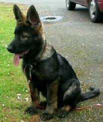 Browse the widest, most trusted source of puppies for sale, from german shepherds to goldendoodles. Blue Sable German Shepherd Dog Sable German Shepherd German Shepherd Dogs German Shepherd Puppies