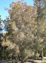 Image result for Casuarina