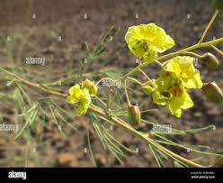 Image result for Parkinsonia africana