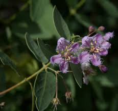 Image result for Triaspis hypericoides