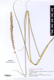 Image result for Cenchrus macrourus