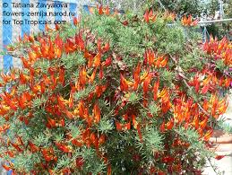 Image result for Lotus berthelotii