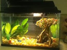 My New Top Fin 5 5 Gallon Starter Kit Set Up For My Betta Haven T Added The Heater Thermometer Or Fish In Yet But I T Live Plants Silk Plants Small Umbrella