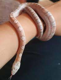 Snakes can feel exposed and unsafe in too large enclosures. 14 Cool Corn Snake Morphs With Pictures