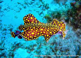 Sea creatures are the third type of creature you can collect in animal crossing: Pin On Phylum Platyhelminthes