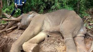 71,267 putang ina asian free videos found on xvideos for this search. Beong Kok Boek Ku Bakkuk An Asian Elephant At Putang Village Elephant Camp