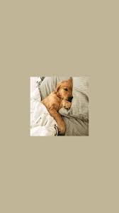 I Created This Wallpaper But Credits To The Owner Of The Picture Dog Wallpaper Cute Puppies Cute Animals