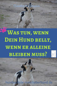 Dein Hund Bellt Wenn Er Alleine Bleiben Muss Es Gibt Schon Arger Mit Den Nachbarn Dann Hor Dir Unbedingt Meine Ti Hund Bellt Hundchen Training Hundetraining