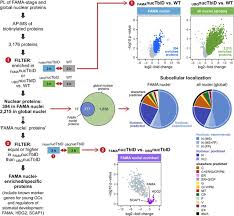 Their business is recorded as. Proximity Labeling Of Protein Complexes And Cell Type Specific Organellar Proteomes In Arabidopsis Enabled By Turboid Elife