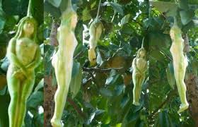 Although avocado has been grown in thailand for almost 90 years, the rate of increase in planting area is very slow when compared to other tropical fruit trees. Truth Or Hoax Tree In Thailand Bears Woman Shaped Fruits The Filipino Times