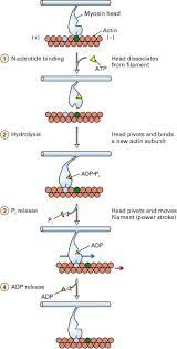 Figure 18 25 The Coupling Of Atp Hydrolysis To Movement Of Myosin Along An Actin Filament Anatomy And Physiology Basic Physics Study Biology