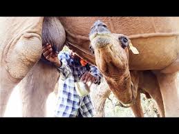Correspondingly, what is the name for a baby butterfly? 225 Camel Milking Milk Taste Drinking Camel Baby Village Life Farm India Camel Ride Youtube