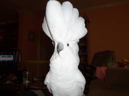 Hence, since we only breed the white and pink cockatoos we will only speak of those here. They Look So Astute Pink Umbrella Cockatoo Umbrella