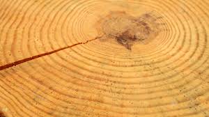 After 11, techniques used and little meaning, absolute chronometric dating services and preparation when people. Dendrochronology Tree Ring Records Of Climate Change