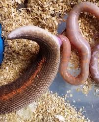 Check spelling or type a new query. Gak Cuma Bertelur Ular Memang Juga Berkembang Biak Dengan Beranak Lho