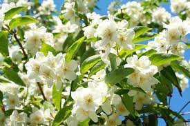 So beschneiden sie star jasmine. Jasmin Schneiden Stecklinge Uberwintern Heilwirkung
