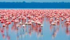 This video will give you a 'straight to the point' information / answer / solution of : Fascinating Flamingos Brilliant Star