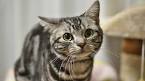 Cat Breed Selector- Find Out Which Cat Breed is Best for ...