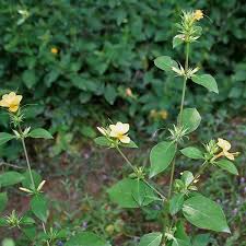 Image result for Barleria randii