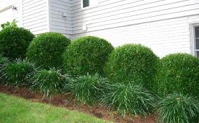 Boxwood Shrubs Provide A Mini Wall Of Greenery Landscaping Shrubs Landscape Shrubs Front Yard Shrubs For Landscaping