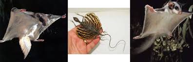 Ten Cases Of Convergent Evolution Wonders Of The Earth