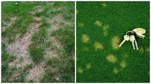 Compressus, is sold in tropical queensland for use as a ornamental lawn. 11 Things That Go Wrong In The Lawn And How To Fix Them Pennlive Com