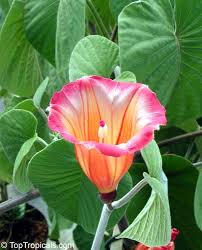 Image result for Stictocardia