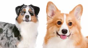 Click here to view australian shepherd dogs in north carolina for adoption. Australian Shepherd Corgi Mix The Herding Dog Combination