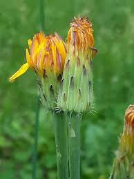 Image result for Hypochaeris