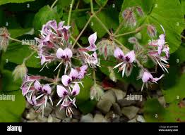 Image result for Pelargonium alchemilloides