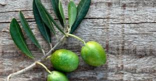 Using Olive Leaf Extract As An Antifungal The Candida Diet