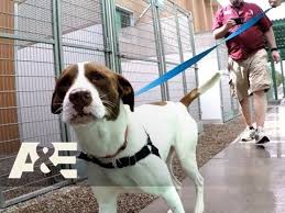 German shorthaired pointer and bluenose pitbull mix puppies. Dogs Of War Bug The American Pit Bull Pointer Mix Season 1 Episode 1 A E Youtube
