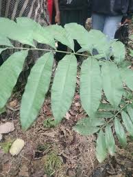 Image result for Lovoa