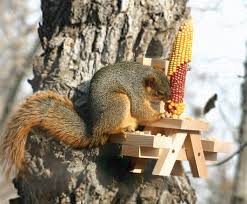 Picnic Table Squirrel Feeder Squirrel Feeder Squirrel Feeders Squirrel