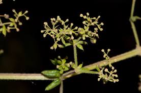 Image result for Galium scabrellum