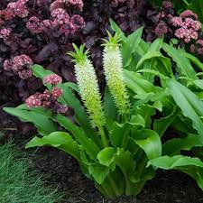 Check spelling or type a new query. Eucomis Aloha Lily Maui White Flower Farm Planting Flowers Flowers