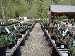 Pin On California Native Gardens