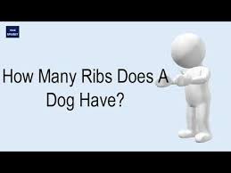 That's one more pair than humans. How Many Ribs Does A Dog Have Youtube