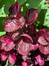 Image result for Iresine herbstii