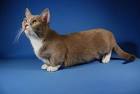 Munchkin cat - Wikipedia
