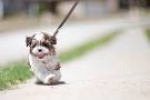 Shih Poo Puppies for Sale in Kentucky - DogsNow
