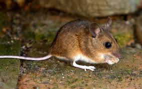 When it comes to pest control, who is financially responsible? Exterminator In Laurel Md Miche Pest Control