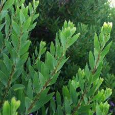 Image result for Acacia longifolia