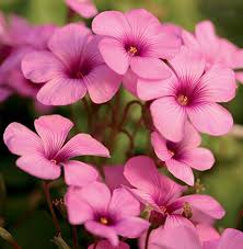 Oxalis Iron Cross Imported And Hybrid Flower Bulbs Multi Colour A Pack Of 5 Bulbs Plantogallery Amazon In Garden Outdoors