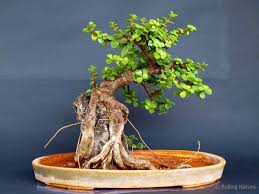 On the other hand, if you have watered it too much, the leaves will yellow. Pin On Bonsai