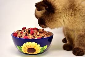Raspberries are relatively easy to grow, especially in cooler does the dog in your life have a cat in theirs? 16 Facts About Can Cats Eat Raspberries You Should Not Miss It