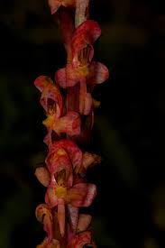 Image result for Disa satyriopsis