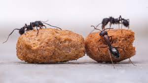 As with many species in the animal kingdom, some ant species are more common than others. Ants Expert Advice For Controlling Ants Pest Pulse